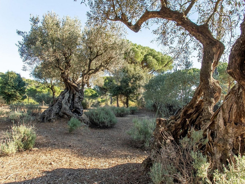 Single-Storey Mediterranean Villa with Sea Views in Sant Andreu de Llavaneres, Barcelona. Photo:  21