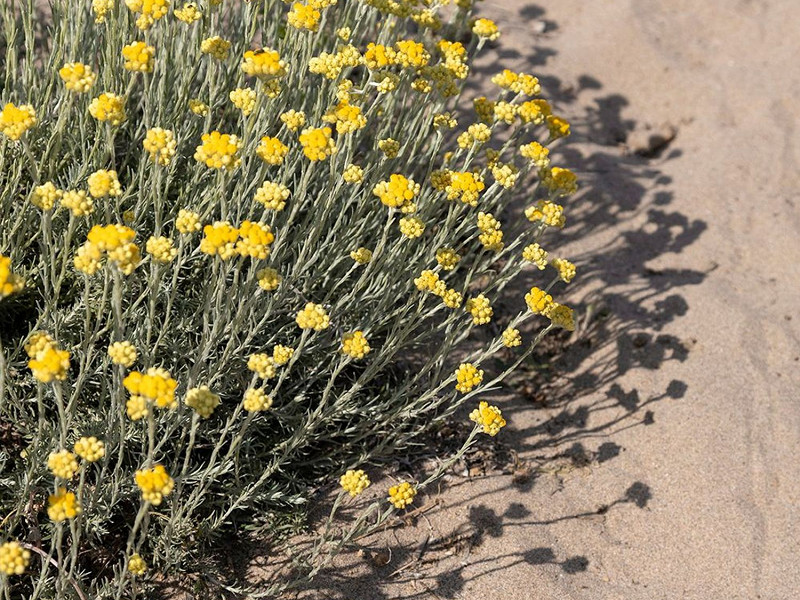 Апартаменты с видом на море и террасой в Гава-Мар – первая линия. Фото:  20