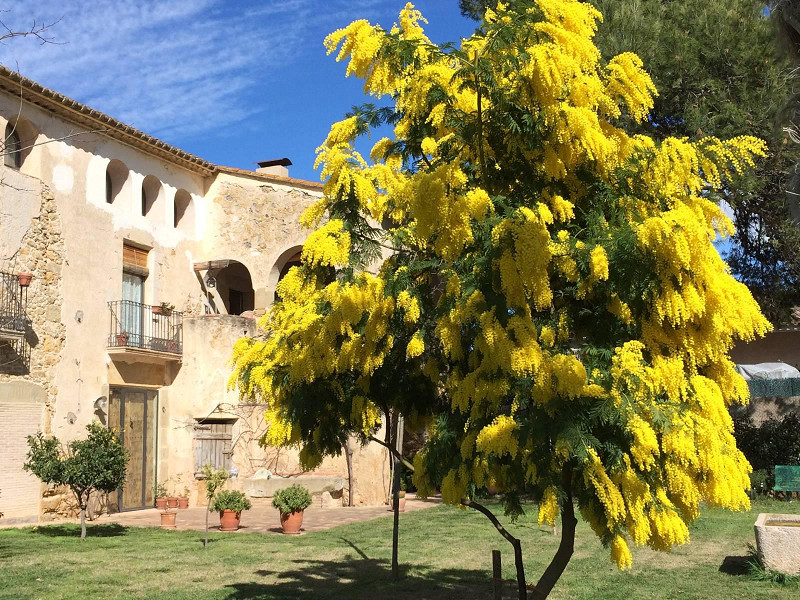 17th century mansion for holidays in Corsa on the Costa Brava. Photo:  4